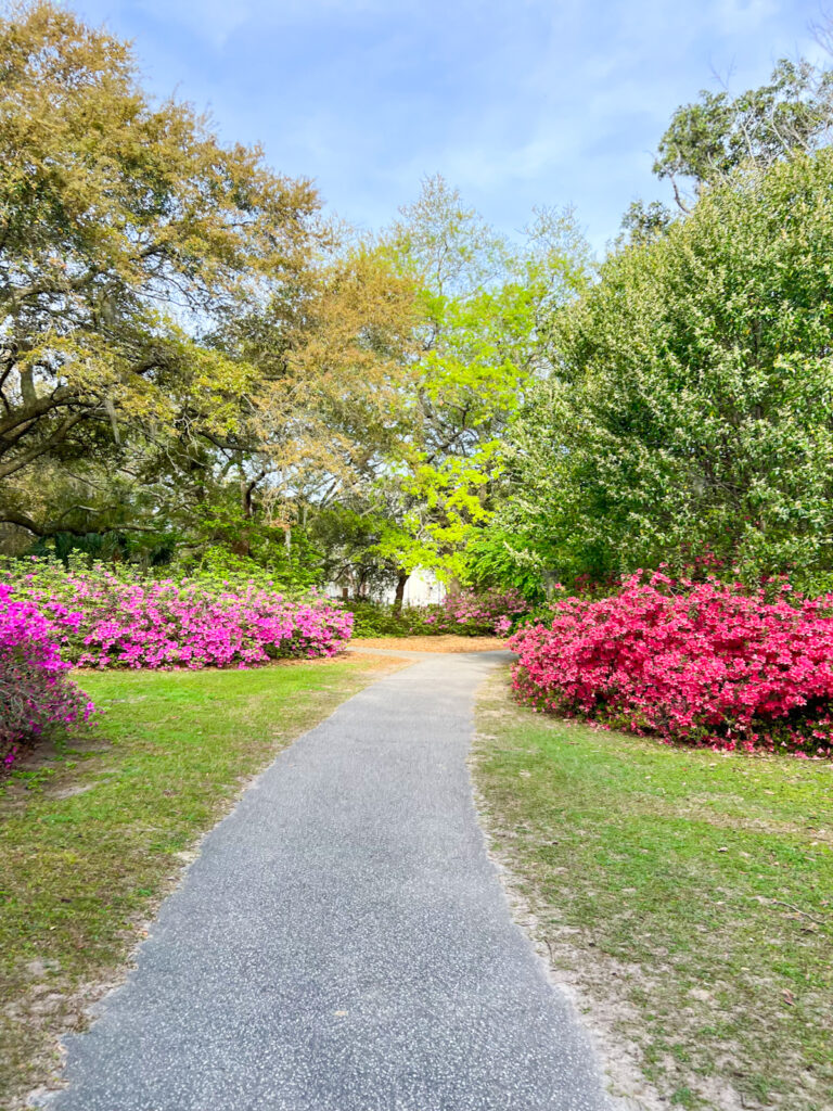 azaleas in bloom along a walking path at Hampton Park in Charleston, SC.