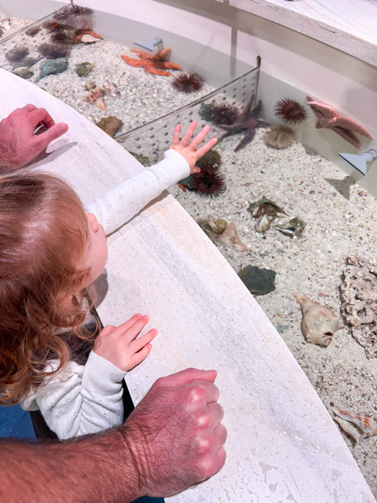 my toddler exploring the touch tanks at the south carolina aquarium. This is the perfect things to do in Charleston when it rains for kids.