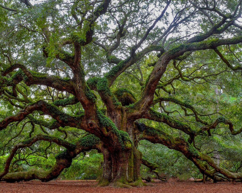 the angel oak tree in charleston, south carolina