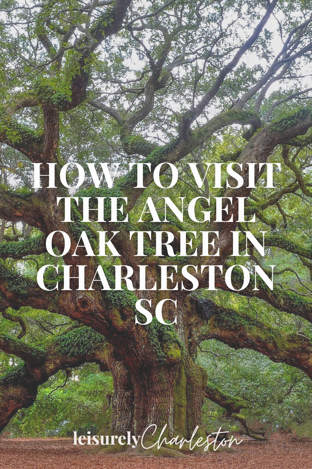 How to Visit the Angel Oak Tree in Charleston, South Carolina